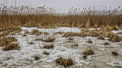 winter reed ice