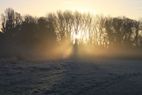 winter sunrise tree