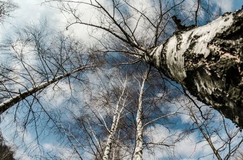 winter snow tree