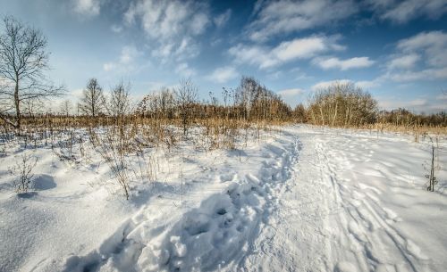 winter snow tree