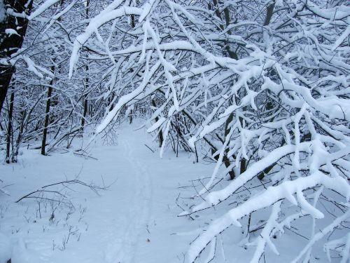 winter snow forest