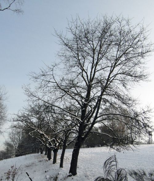 winter snow forest