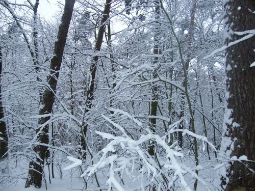 winter snowy snow