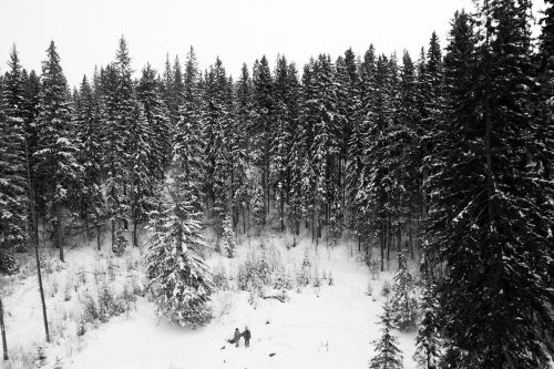 winter snow trees