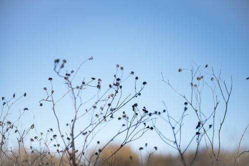 winter nature sky