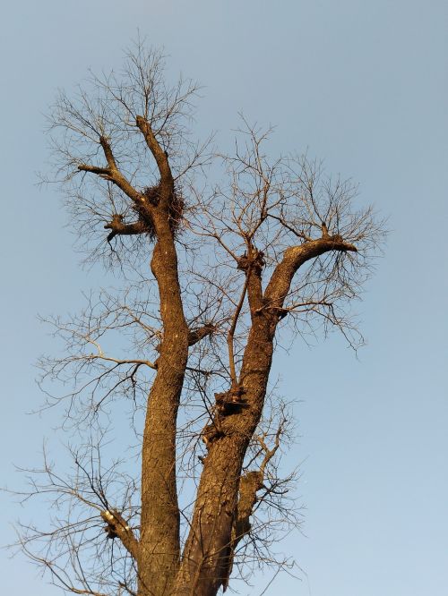 winter tree without leaves