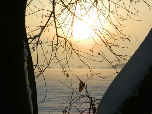 winter sunset tree