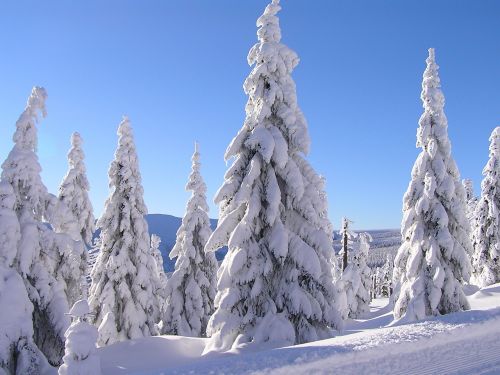 winter snow trees