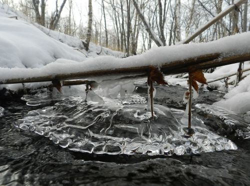 winter winter forest creek