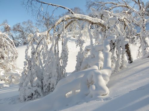 winter winter forest frost