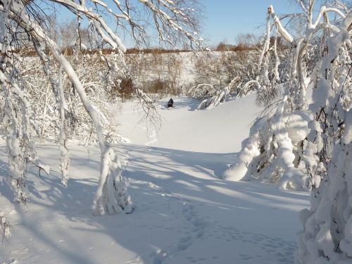 winter winter forest frost