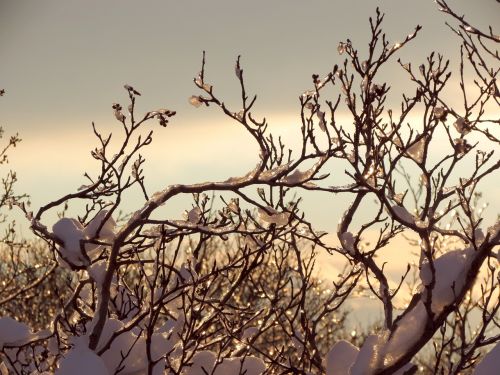 winter winter forest frost