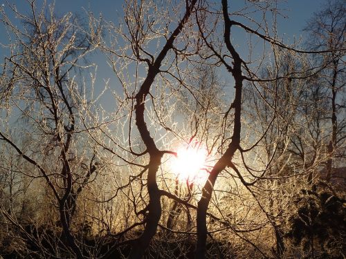 winter frost snow