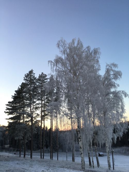 winter trees landscape