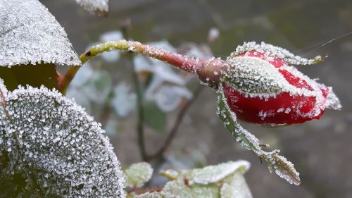 winter frost bud