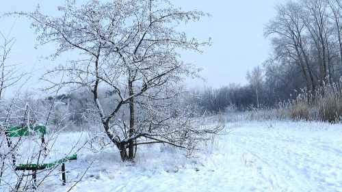 winter forest park