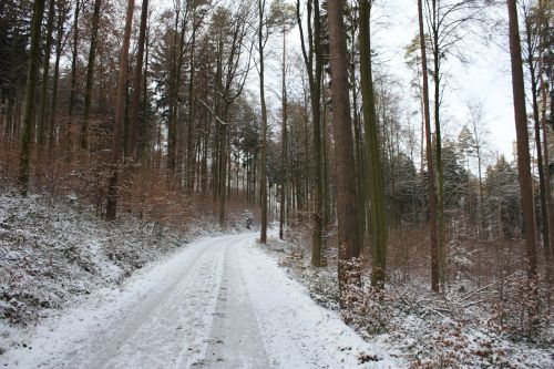 winter away forest