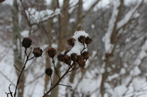 winter buds snow