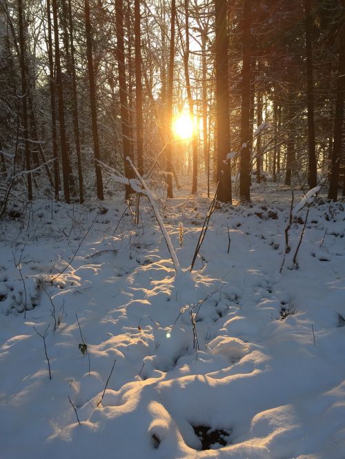 winter forest sun