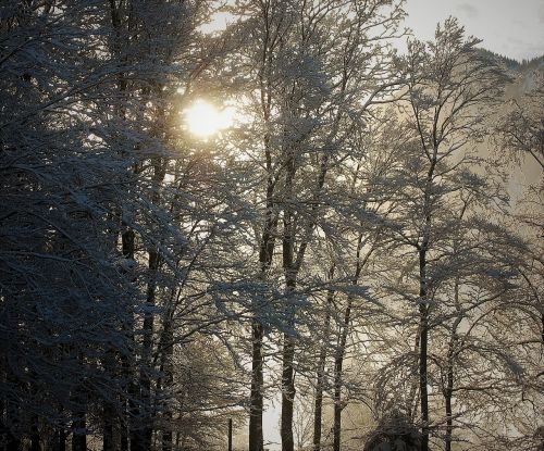 winter trees sun