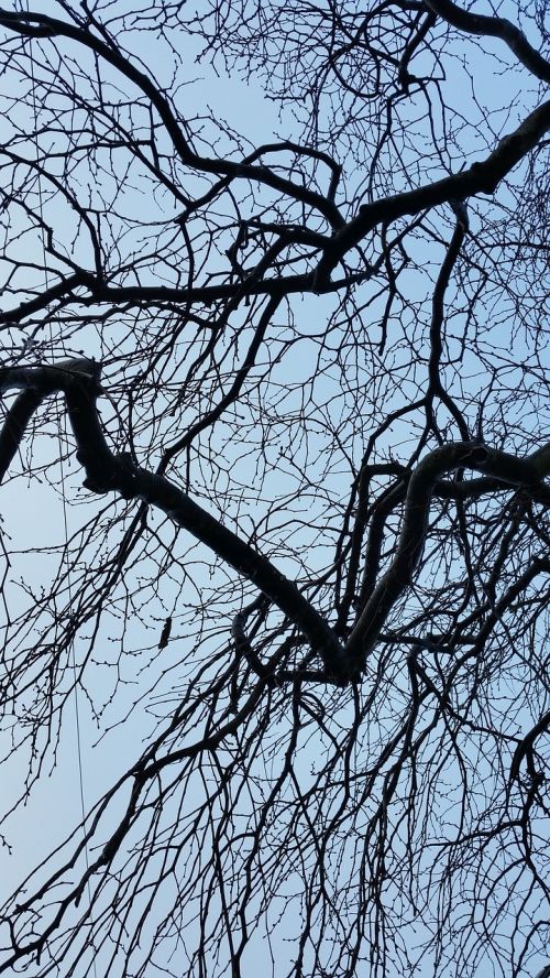 winter tree branches