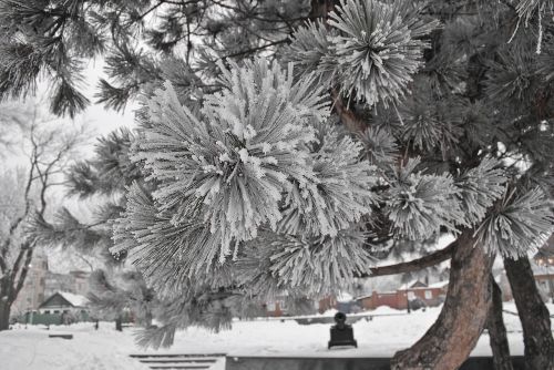 winter spruce nature