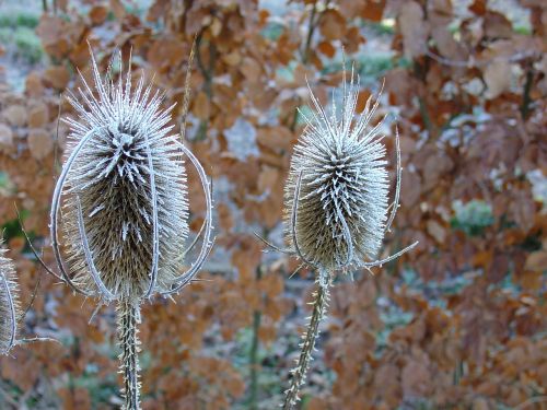 winter kaardebol nature