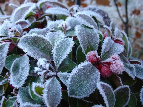 winter frost gaultheria
