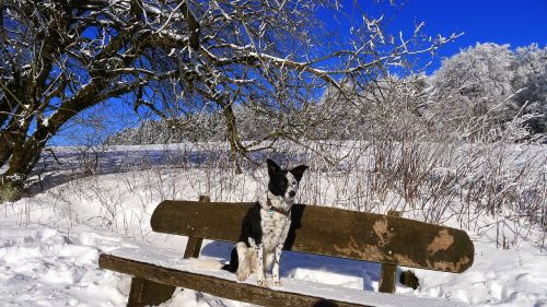 winter snow dog