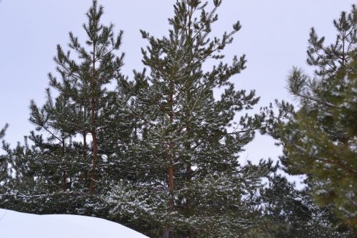 winter tree snow