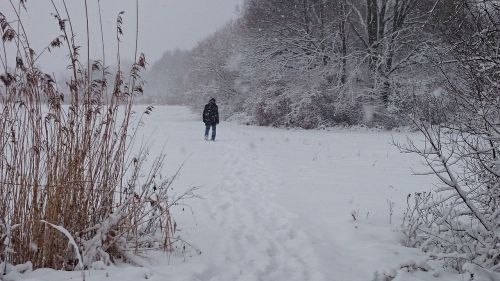 winter snow rushes