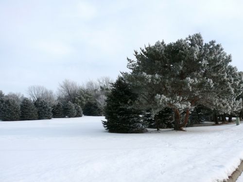 winter snow trees