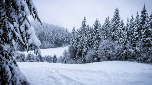 winter forest snowy