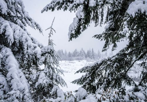 winter valley forest