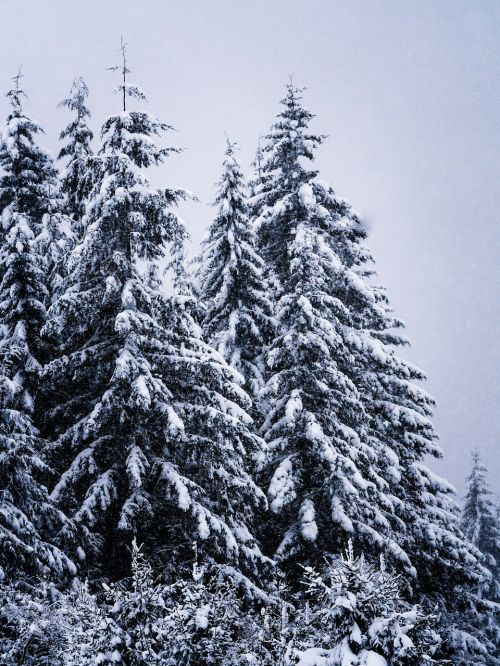 winter tall pine scenery
