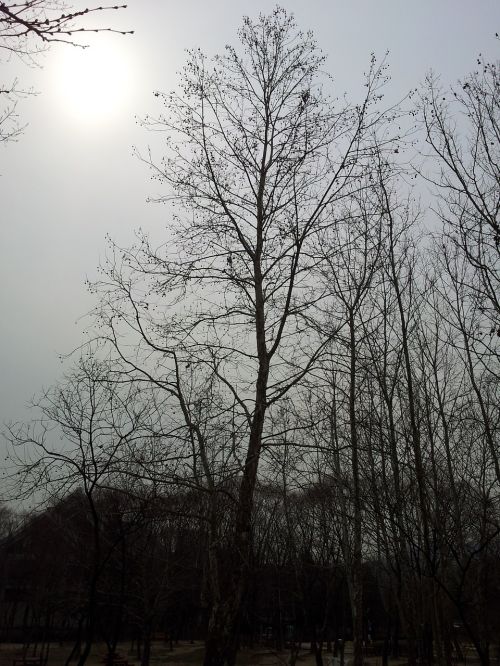 winter wood winter tree