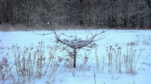 winter snow nature