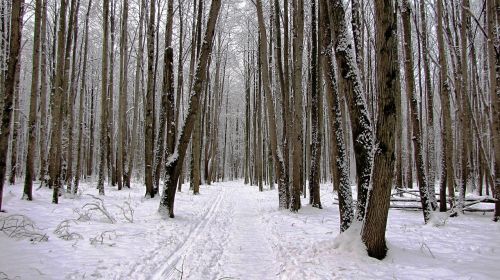 winter nature trees