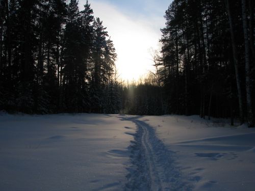 winter forest trails