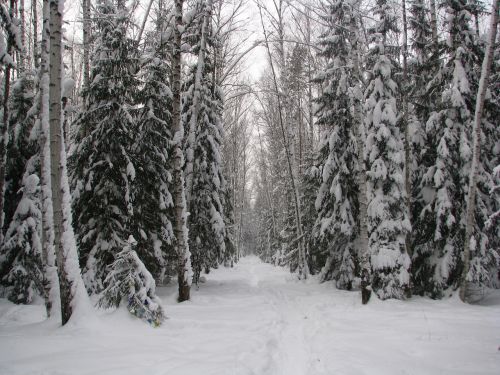winter forest trail