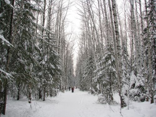 winter forest trail