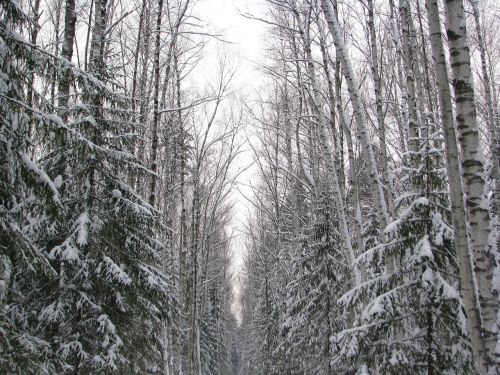 winter forest trail