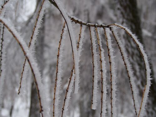 winter frost branch