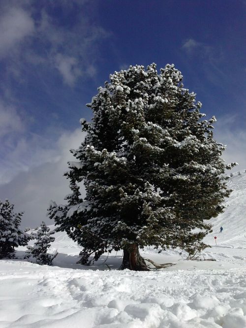 winter snow tree