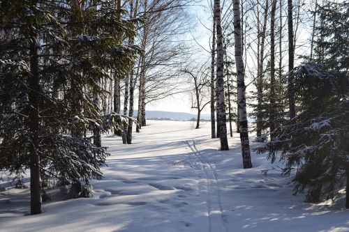 winter trees cold