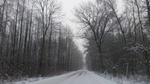 winter way forest