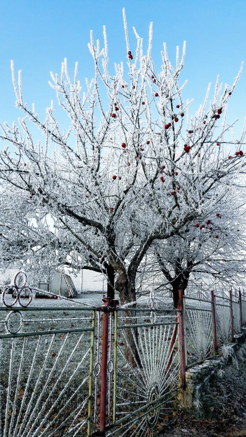 winter tree frost