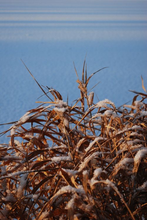 winter snow nature