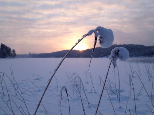 winter reed evening
