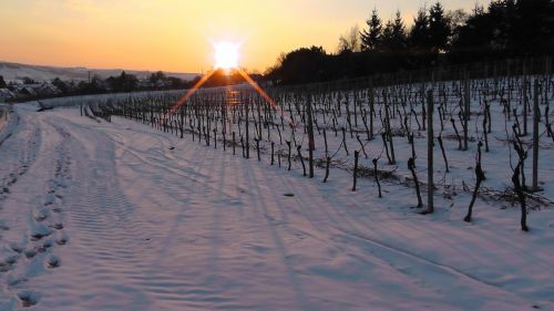 winter vineyard in winter vineyard